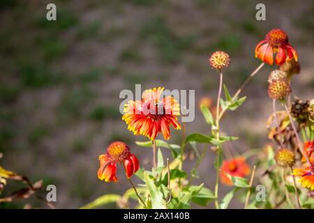 une jolie bourdon repose sur une marguerite et recueille le pollen Banque D'Images