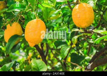 Arbre de fruits frais au citron qui pousse à Majorque, en Espagne Banque D'Images
