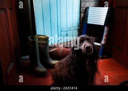 Chien dans un porche Banque D'Images