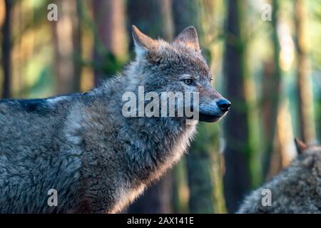 Portrait d'un loup gris européen (Canis lupus lupus) au Highland Wildlife Park, Kincraig, Kingussie, Écosse, Royaume-Uni Banque D'Images