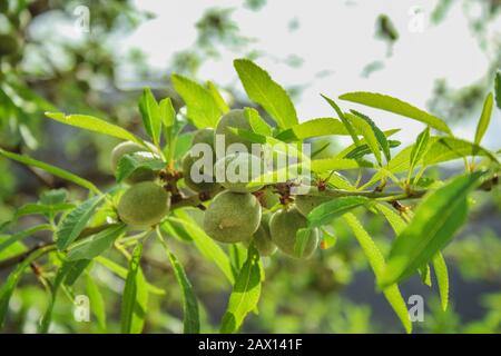 Fruits aux amandes vertes, qui poussent sur l'amande à Majorque, en Espagne Banque D'Images