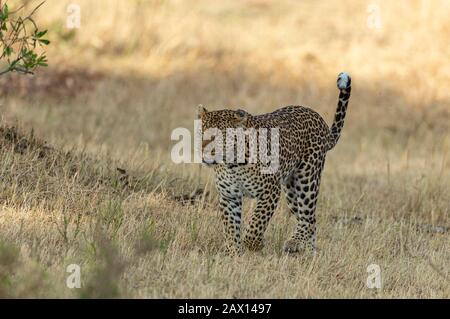 Léopard marchant dans une herbe sèche vue à Masai Mara, Kenya, Afrique Banque D'Images