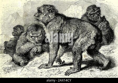 Tout sur les animalsFacts, les histoires et les anecdotes . les arbres, les branches de shakingthe et provoquant une douche de pêches mûres et dorées. Pendant ce temps, il faut faire du scamper sur le sol, saisir ce qu'ils pourraient, puis DES SINGES BARDARY. Une fois de plus, prendre sa retraite, faire du plaisir, à la sécurité des arbres élevés. Le Soleil étant chaud et l'homme hors de souffle, il a naturellement perdu son tempère et s'est mis pour un pistolet. Cela n'a pas ennuyé les singes, car ils avaient déjà vu des armes, mais ils n'avaient jamais tiré. L'homme s'est précipité jusqu'à la clôture sur laquelle un certain nombre de singes étaient encore perchés, et en cueillant un seul offen Banque D'Images