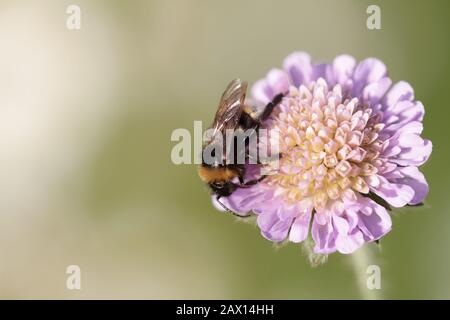 Bourdon sur Scabious Banque D'Images