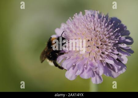 Bourdon sur Scabious Banque D'Images