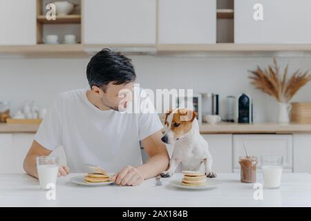 Image de brunet unshaven l'homme européen passe du temps libre avec le chien pedigree, manger des crêpes dans la cuisine, aime le dessert sucré, vêtu de façon décontractée. Br Banque D'Images