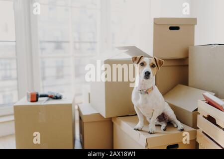 La photo horizontale d'un animal domestique se trouve sur une pile de boîtes en carton, se déplace dans une nouvelle demeure, pose dans une grande pièce vide sans meubles, murs blancs. Banque D'Images