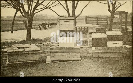 Glanings dans la culture des abeilles . Leptosprrmum scoparium 6. Leptospermuvi scoparium. — Nativename manuka, altho il est appelé thé-treeby colons. C'est une sorte de shrubis qui pousse sur des sols pauvres. Les fleurs varient en couleur de blanc à rose. Il s'agit d'un arbre qui a des fleurs similaires mais petites fleurs blanches. Les deux variétés fleurissent en décembre, et les abeilles les travaillent bothjusqu'à ce que le trèfle donne du miel. C'est du miel souhaitable nota, étant sombre et fort-aromatisé, et trop épais à extraire. Thehoney dans sa pureté a un fort resem-blance au miel écossais de bruyère. Theshrub a été appelé la Nouvelle Zealandheather, et Banque D'Images