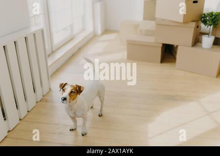 Photo de pedigree russel terrier chien pose dans une pièce vide spacieuse, enlève dans un nouveau lieu de vie avec leurs hôtes, pile de boîtes en carton dans l'arrière-gr Banque D'Images