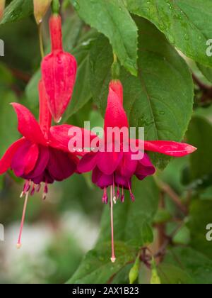 Fuchsienblüte, Wemding, Nördlinger Ries, Franken, Bayern, Deutschland | Fuchsia, Wemding, Noerdlinger Ries, Franconie, Bavière, Allemagne Banque D'Images