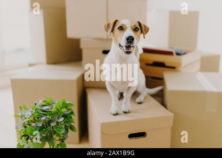 Drôle chien assis sur des boîtes en carton, plante intérieure verte près, relocalise dans un nouvel appartement moderne, a des oreilles brunes, fourrure blanche, heureux de vivre dans le hous coûteux Banque D'Images
