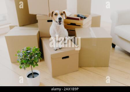 Photo de petit chien de terrier de Jack russel brun et blanc pose sur des boîtes en carton, le pagnet vert en pot près, enlève dans la nouvelle maison avec les hôtes. A Banque D'Images