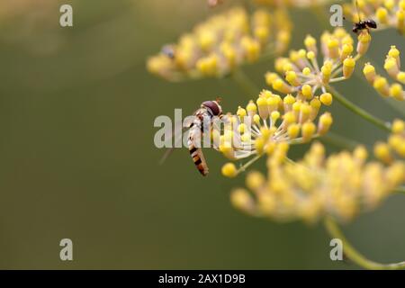 Hoverfly au fenouil Banque D'Images