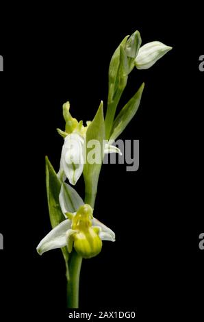 Forme monochromique extrêmement rare d'orchidée d'abeille sauvage (Ophrys apifera) isolée sur fond noir. Lèvre verte et sépales blancs avec venation verte. Banque D'Images