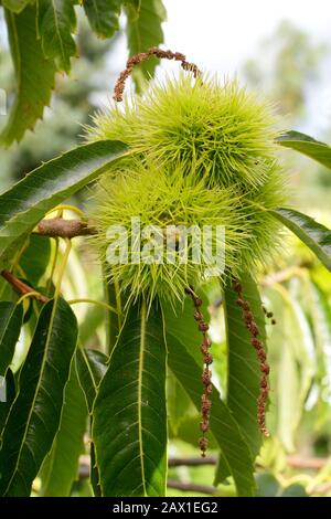 Castanea sativa 'arron de Lyon' variété française de châtaigniers doux dit porter de grandes noix. Banque D'Images