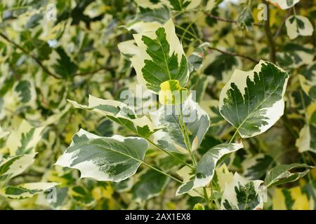 Liriodendron tulipifera 'maintenant oiseau tulipe arbre montrant des feuilles variégées distinctes. ROYAUME-UNI Banque D'Images