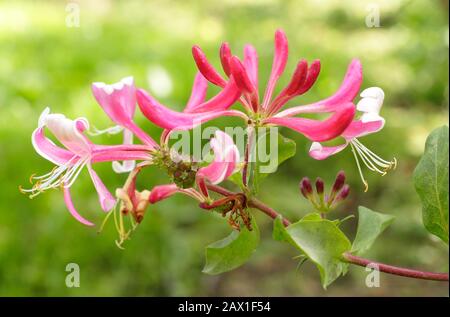 Lonicera périclymenum 'Honeybush' fleurs parfumées de chèvrede miel en fin d'été. ROYAUME-UNI Banque D'Images