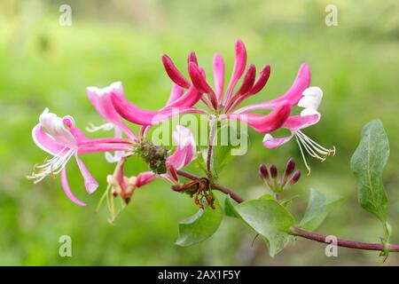 Lonicera périclymenum 'Honeybush' fleurs parfumées de chèvrede miel en fin d'été. ROYAUME-UNI Banque D'Images