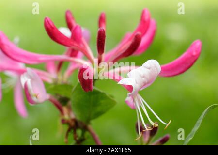 Lonicera périclymenum 'Honeybush' fleurs parfumées de chèvrede miel en fin d'été. ROYAUME-UNI Banque D'Images