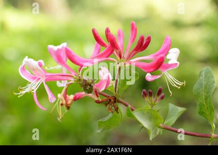 Lonicera périclymenum 'Honeybush' fleurs parfumées de chèvrede miel en fin d'été. ROYAUME-UNI Banque D'Images