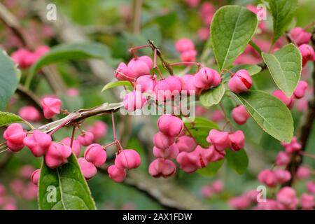 Euonymus phellomanus. Arbre à broche Corky affichant des fruits vibrants dans un jardin d'automne. ROYAUME-UNI. AGM Banque D'Images