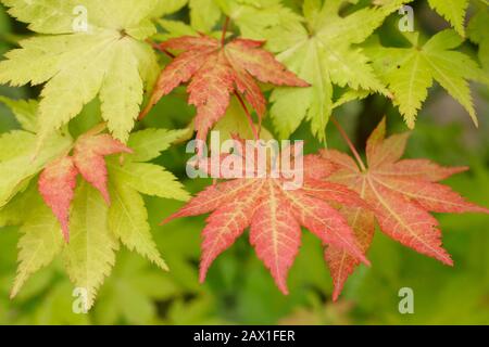 Feuilles d'érable japonaises Acer palmatum 'Sunmer Gold' affichant des feuilles rouges à ailes au début de l'automne. ROYAUME-UNI Banque D'Images