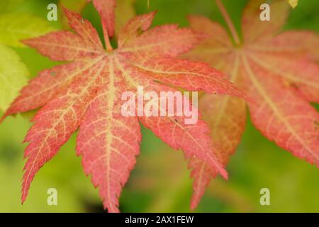 Feuilles d'érable japonaises Acer palmatum 'Sunmer Gold' affichant des feuilles rouges à ailes au début de l'automne. ROYAUME-UNI Banque D'Images