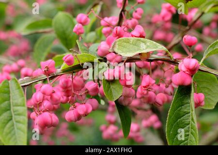 Euonymus phellomanus. Arbre à broche Corky affichant des fruits vibrants dans un jardin d'automne. ROYAUME-UNI. AGM Banque D'Images