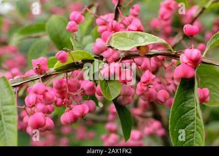 Euonymus phellomanus. Arbre à broche Corky affichant des fruits vibrants dans un jardin d'automne. ROYAUME-UNI. AGM Banque D'Images