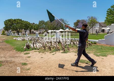 Faure près de Stellenbosch, western cape, Afrique du Sud. Les canards des canaux indiens sont héherdés. Ils sont utilisés dans les vignes pour lutter contre les escargots et les ravageurs et sur p Banque D'Images