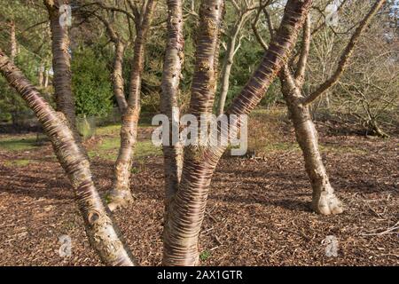 Winter Bark sur le tronc d'un arbre des cerisiers de l'Himalaya (Prunus rufa) dans un jardin de forêt dans le Devon rural, Angleterre, Royaume-Uni Banque D'Images
