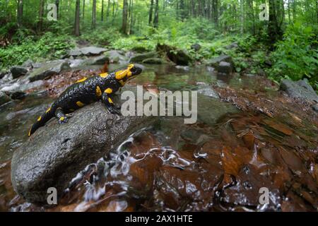 La salamandre terrestre Salamandra salamandra en République Tchèque Banque D'Images