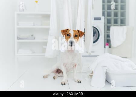 Les morsures de chien blanches et brunes lavées linge suspendu sur le sèche-linge, se trouve au sol dans la buanderie près d'un lavabo rempli de serviettes. Maison et lavage. Banque D'Images