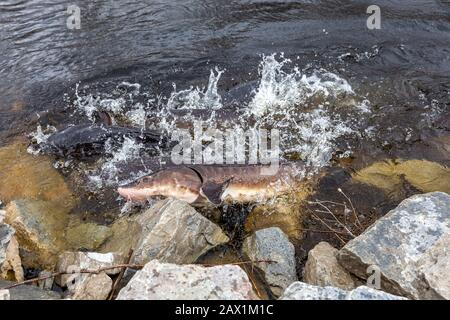 Esturgeon (acipenser fulvescens) nageant le long d'une rive rocheuse pendant la saison de frai sur la rivière Wolf, dans le Wisconsin. Banque D'Images