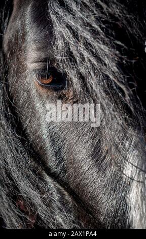 Gros plan sur le visage des chevaux avec un seul oeil montrant Banque D'Images