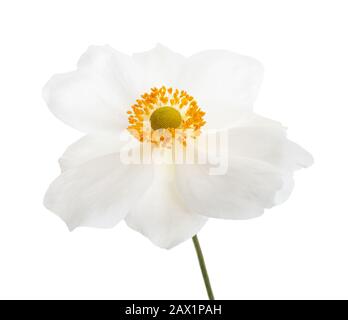 Blanc Anemone japonica isolé sur fond blanc Banque D'Images