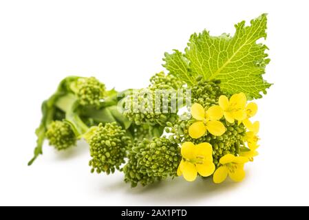 Rabe de rapini ou de brocoli frais isolé sur fond blanc Banque D'Images