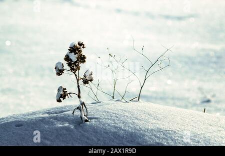 fleur séchée dans un fond froid hivernal neigeux gros plan Banque D'Images