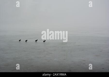 Cuisiniers marchant dans le lac gelé une journée d'hiver couvert Banque D'Images