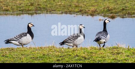 Trois bernaches de Barnacle (Branta leucopsis) se foraging dans les terres humides Banque D'Images