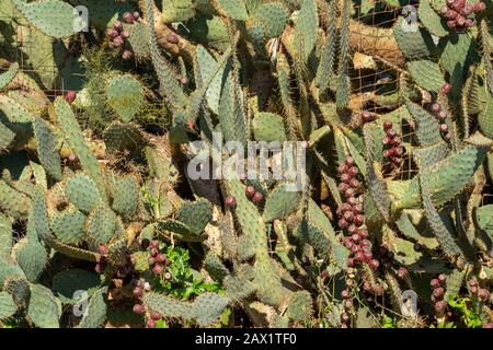 Cactus de la Fig, plante dans un jardin près de ses Salines, Majorque, Iles Baléares, Espagne, Banque D'Images