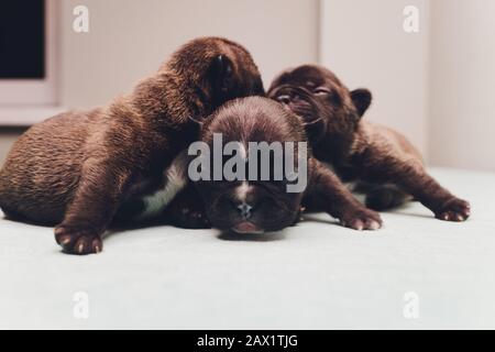 Chiot bourdogue français dormant sur les genoux bébé Banque D'Images