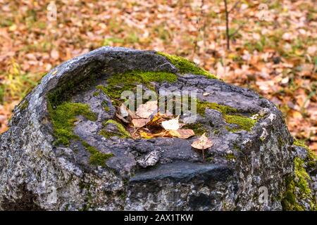 Feuilles jaunes tombées sur une souche de pierre avec mousse verte, gros plan. Banque D'Images
