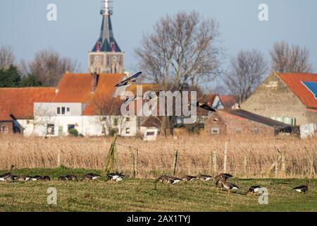 Troupeau d'oies à la façade blanche (Anser albifrons) débarquant dans des terres agricoles en hiver à Uitkerkse Polder près de Blankenberge, Flandre Occidentale, Belgique Banque D'Images