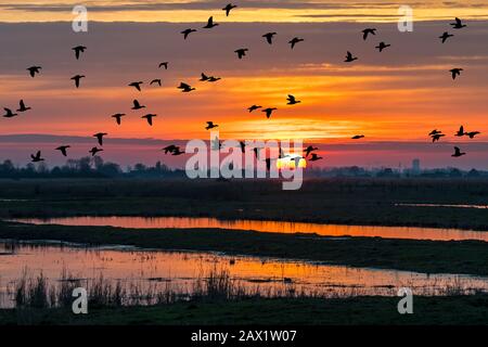 Troupeau de canards silhouettés contre le coucher du soleil survolant le champ en hiver dans la réserve naturelle d'Uitkerkse Polder près de Blankenberge, Flandre Occidentale, Belgique Banque D'Images