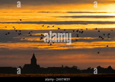 Troupeau de canards silhouettés contre le coucher du soleil survolant le champ en hiver dans la réserve naturelle d'Uitkerkse Polder près de Blankenberge, Flandre Occidentale, Belgique Banque D'Images