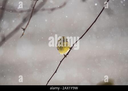 Finch d'or américain perché dans un arbre de pommier de crabe couvert de neige. Banque D'Images