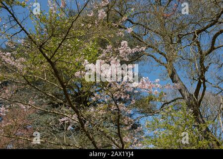 Spring Blossom de l'arbre des cerisiers de Yoshino (Prunus x yedoensis 'Shidare-yoshino') dans un jardin dans le Devon rural, Angleterre, Royaume-Uni Banque D'Images