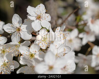 Prunus cerasifera, arbre de prune sauvage à fleurs, au printemps Banque D'Images