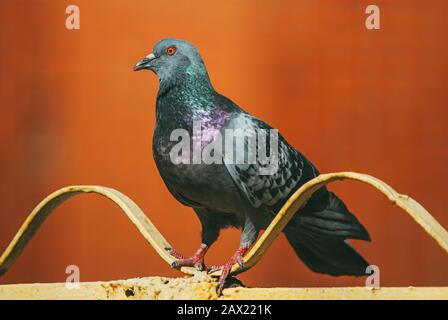 un pigeon curieux se trouve sur une clôture en métal peint forme d'onde sur un arrière-plan rouge flou Banque D'Images